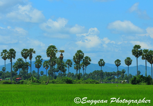 Rice Field At Kompong Speu (9218)