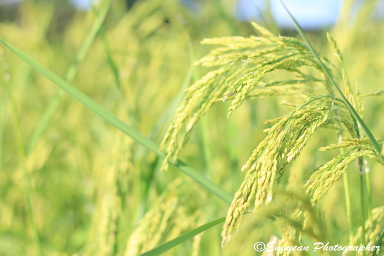 Rice Field (9599).jpg