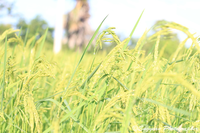 Rice Field (9602).jpg