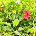 Flower (3423).jpg