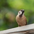 Sparrow At Koh Dach Island (7202).jpg