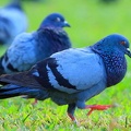 Pigeon At Royal Palace (5967).jpg