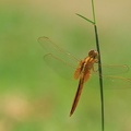 Dragonfly At Takeo Province (9299).jpg