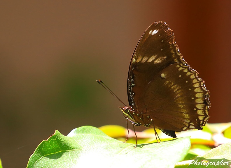 Butterfly At Phnom Baset (9397).jpg