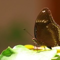 Butterfly At Phnom Baset (9397).jpg