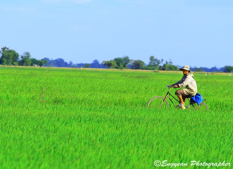 Life on the Rice Field (2383).jpg