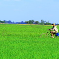Life on the Rice Field (2383).jpg