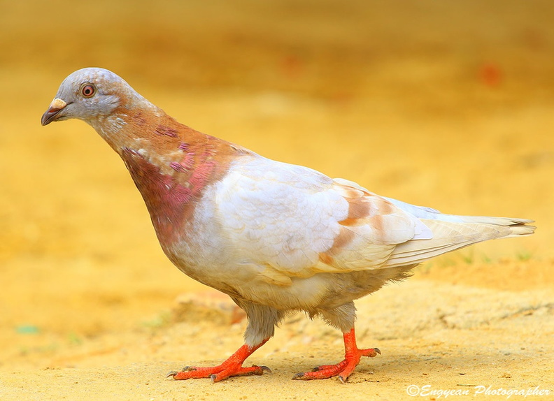 Pigeon (7501).jpg