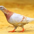 Pigeon (7501).jpg